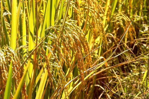 興和縣域經濟煥發(fā)新動能 品牌升級助力鄉(xiāng)村振興中的谷物銷售變革