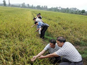 佛山市順德區人民政府谷物銷售政策與發展展望