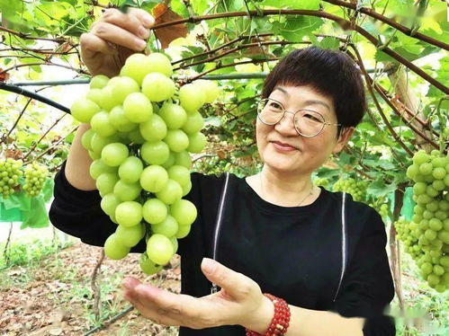 襄州培優(yōu)培厚農業(yè)土壤，推進農業(yè)高質量發(fā)展助力谷物銷售提升